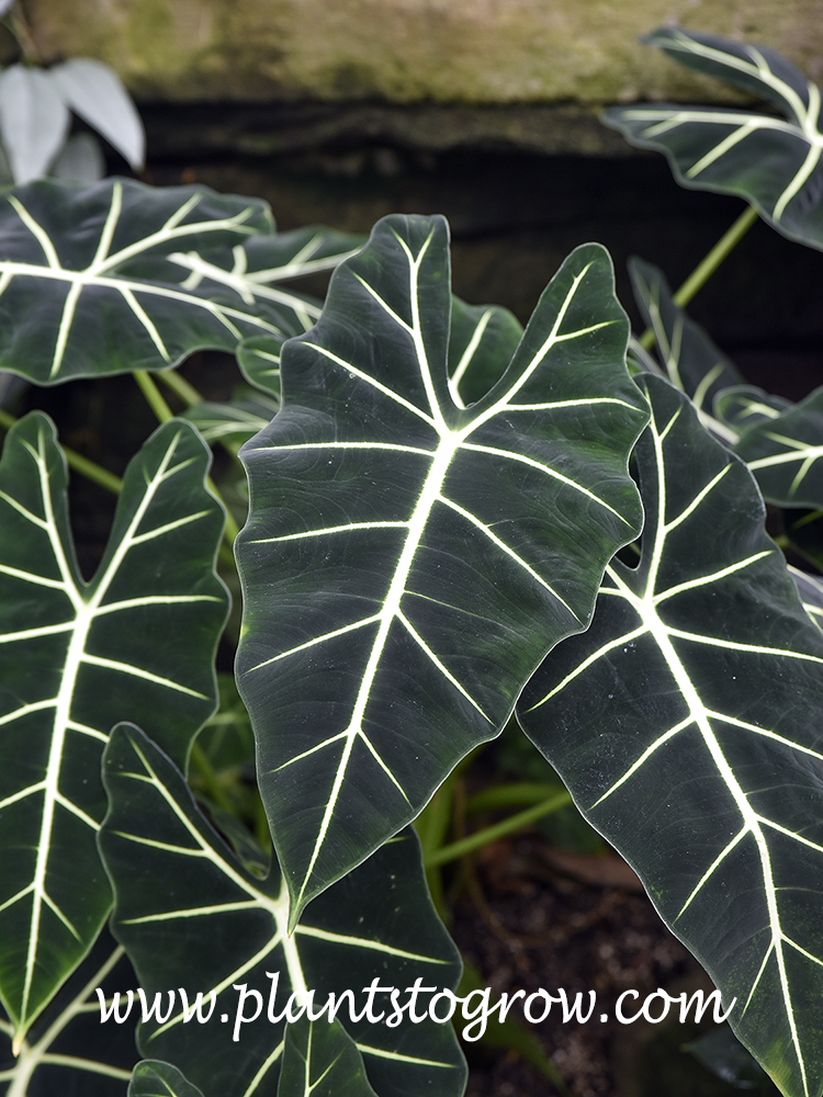 Green Velvet Alocasia (Alocasia micholitziana Frydek) 
Large exotic looking arrow shaped leaves with whitish colored prominent veins